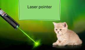 Kitten and laser pointer